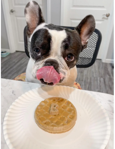 Healthy Pancakes for Your Pup – A Treat Like No Other!
